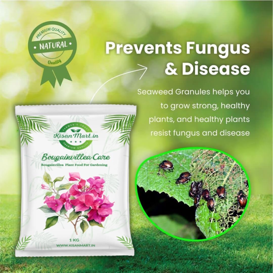 Kisanmart Bougainvillea Care – 100% Organic Flower Booster | Enhances Growth, Boosts Blooms & Strengthens Roots | Ideal for Home Gardens & Outdoor Plants