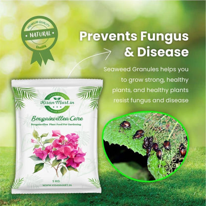 Kisanmart Bougainvillea Care – 100% Organic Flower Booster | Enhances Growth, Boosts Blooms & Strengthens Roots | Ideal for Home Gardens & Outdoor Plants