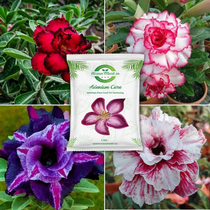 Kisanmart Adenium Flower Booster | Ultimate Adenium Food Fertilizer For Flowering plants, Enhance Color & Strengthen Roots